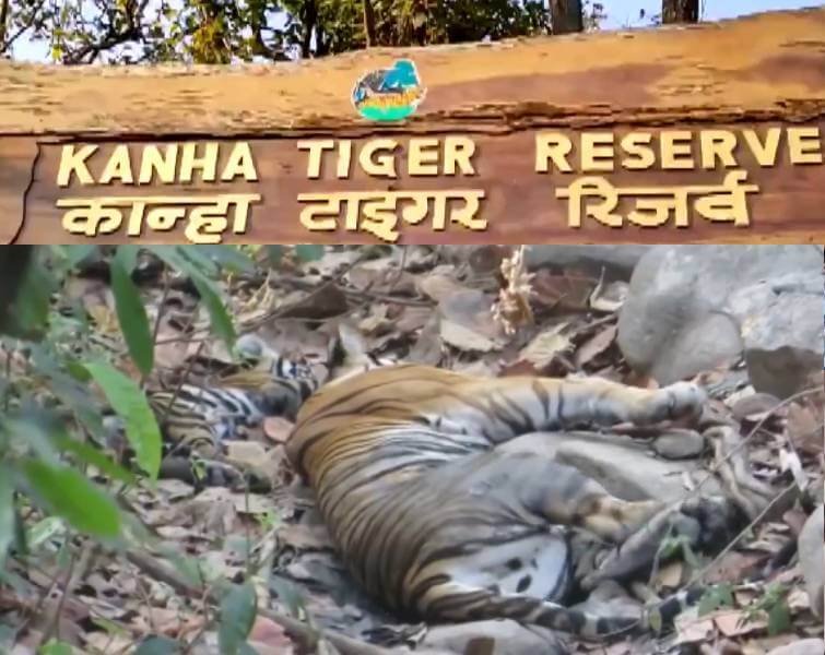 Kanha‑Tiger Reserve Tour